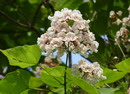 Catalpa Bignonioides